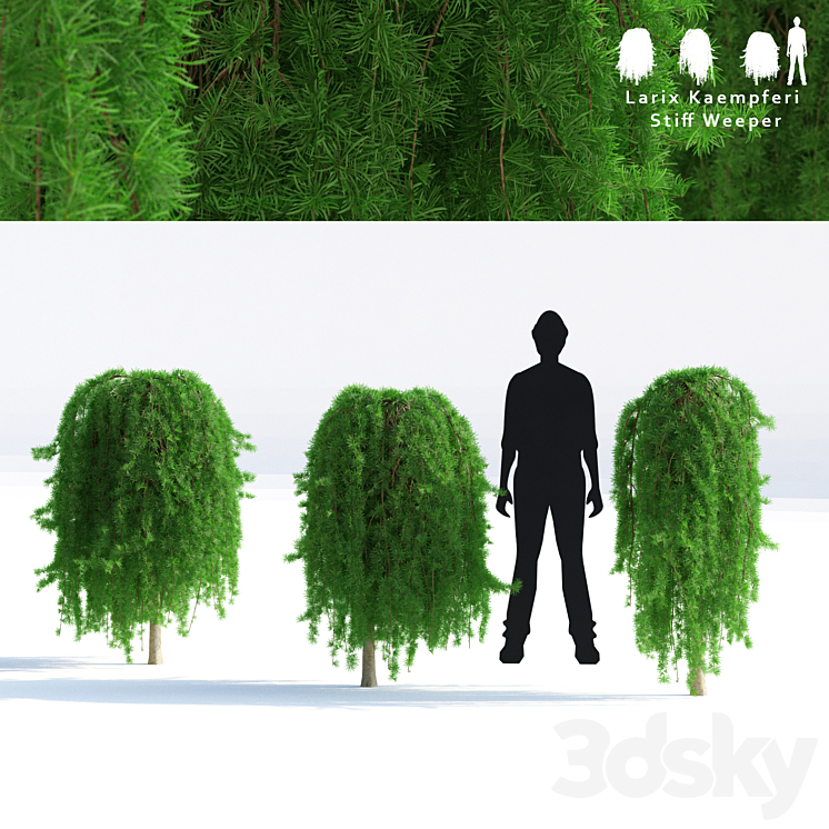 Japanese larch Stif Wiper weeping (on the trunk) | larix kaempferi stiff weeper 3DS Max - thumbnail 1