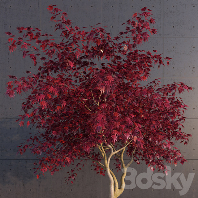 Japanese Maple 3DSMax File - thumbnail 1