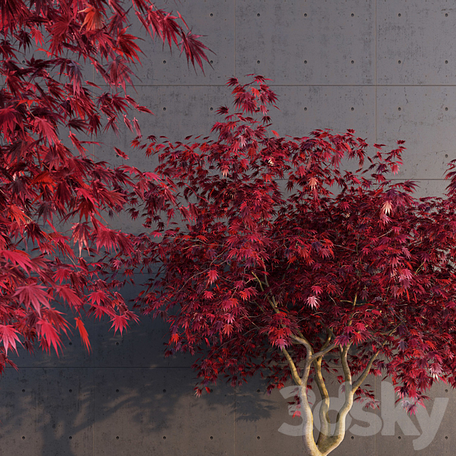 Japanese Maple 3DSMax File - thumbnail 2