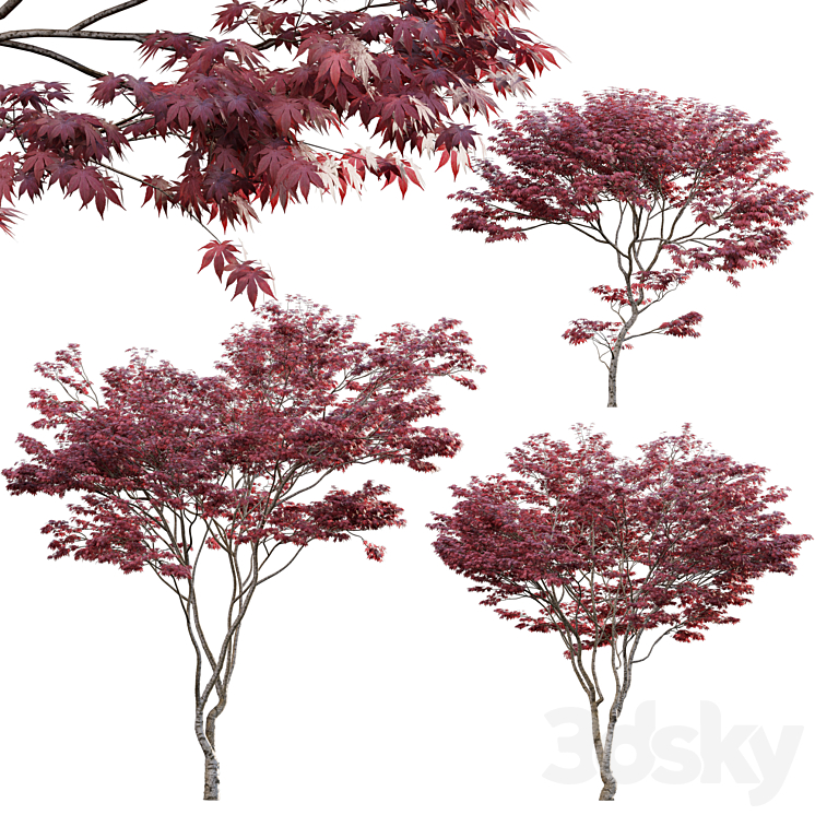 Japanese maple – Acer palmatum 01 3DS Max Model - thumbnail 1