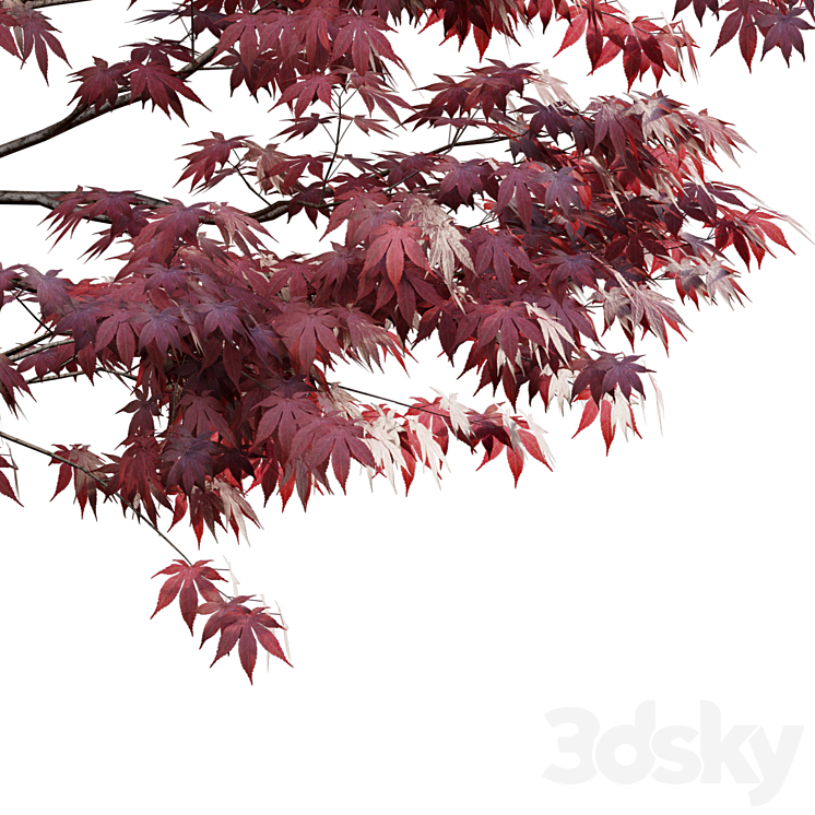 Japanese maple – Acer palmatum 01 3DS Max Model - thumbnail 2