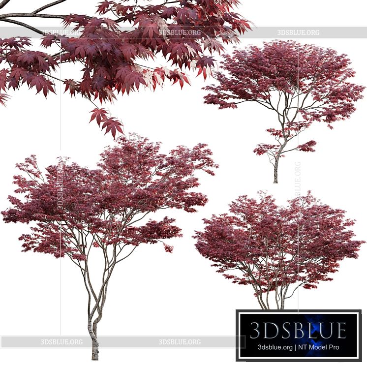 Japanese maple – Acer palmatum 01 3DS Max - thumbnail 3