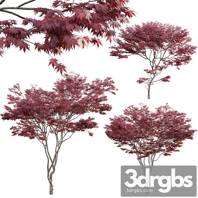 Japanese maple – acer palmatum 01 - thumbnail 1