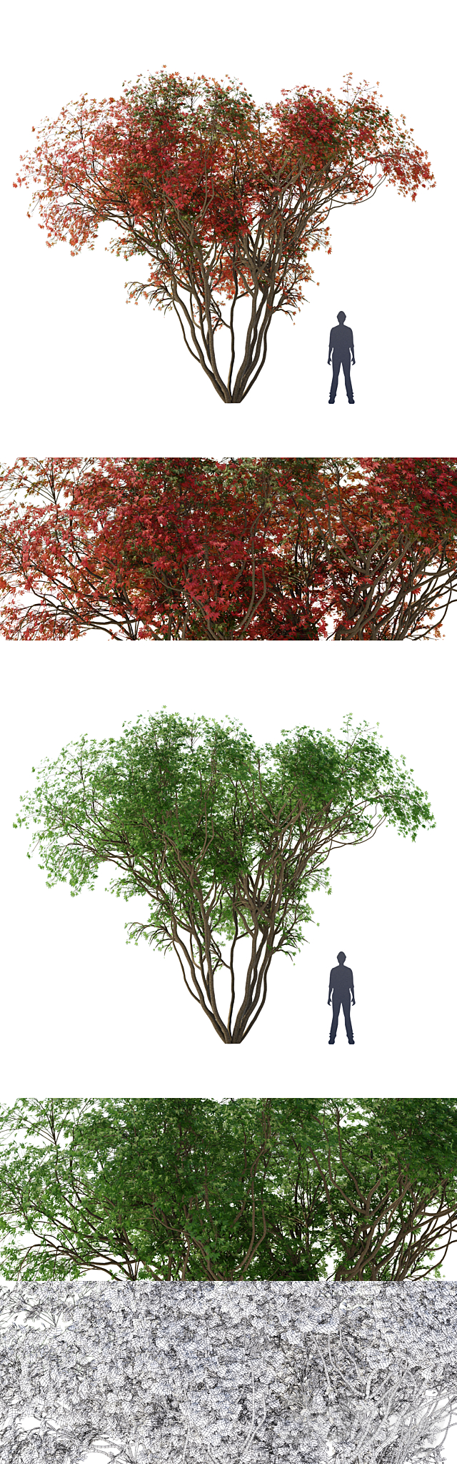 Japanese maple season 2 | Acer palmatum tree 3DS Max Model - thumbnail 2