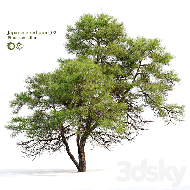 Japanese red pine 02 3ds Max - thumbnail 1