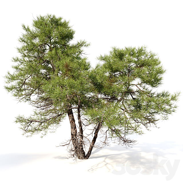 Japanese red pine 02 3ds Max - thumbnail 2