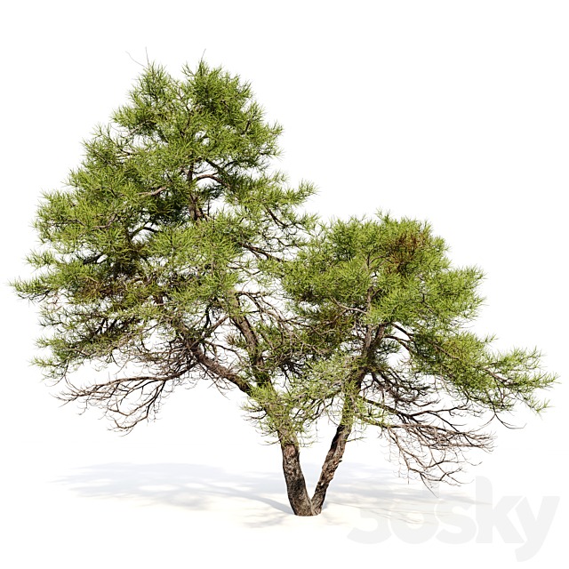 Japanese red pine 02 3ds Max - thumbnail 3