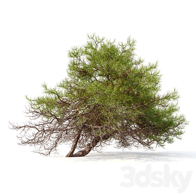 Japanese red pine 3DS Max Model - thumbnail 2