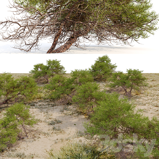 Japanese red pine 3DS Max Model - thumbnail 4