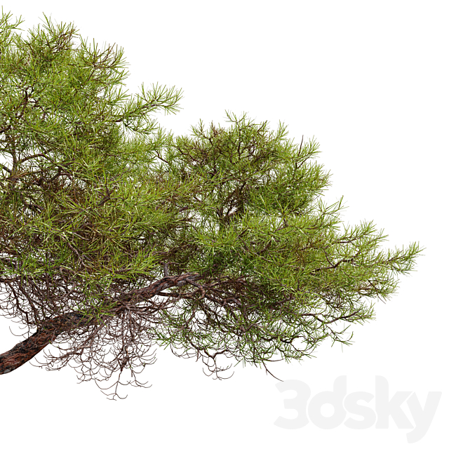 Japanese red pine 3DS Max Model - thumbnail 5