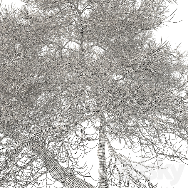 Japanese red pine 3DS Max Model - thumbnail 6