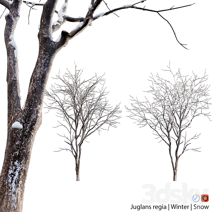 Juglans regia – Common walnut – winter – snow 3DS Max - thumbnail 1