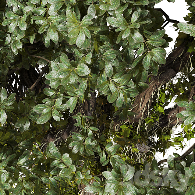 Jungle Tree and ivy plants 320 3ds Max - thumbnail 3