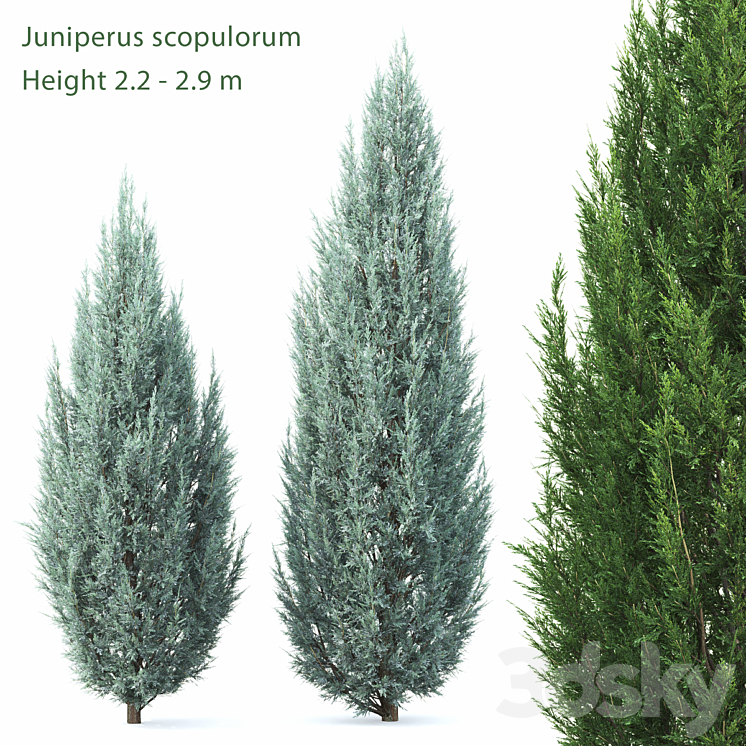 Juniperus 3DS Max - thumbnail 1