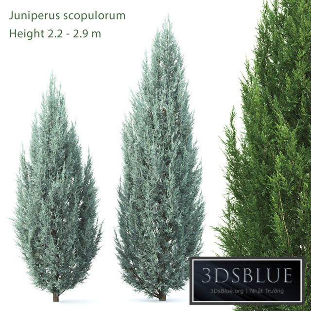 Juniperus 3DS Max - thumbnail 3