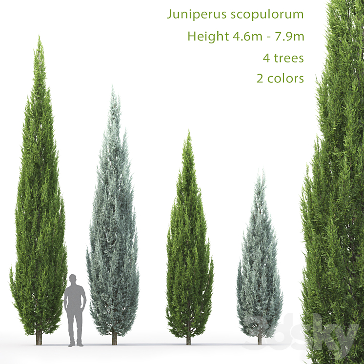 Juniperus 3DS Max - thumbnail 1