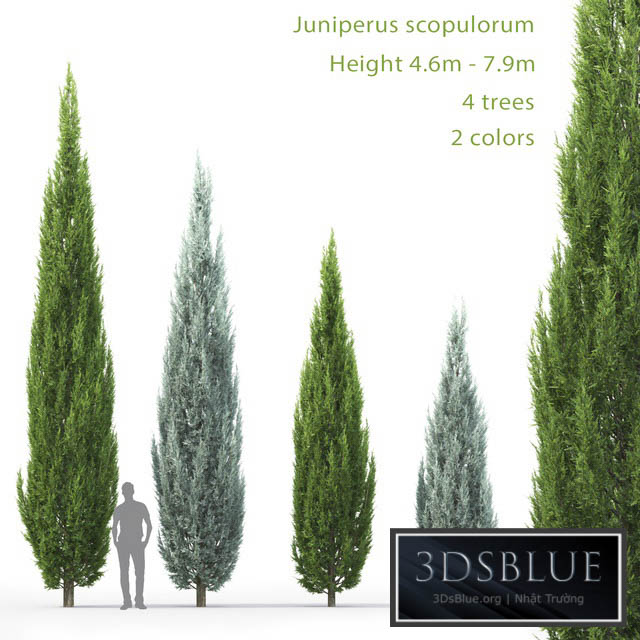 Juniperus 3DS Max - thumbnail 3