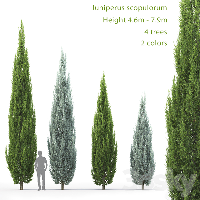 Juniperus 3DSMax File - thumbnail 1