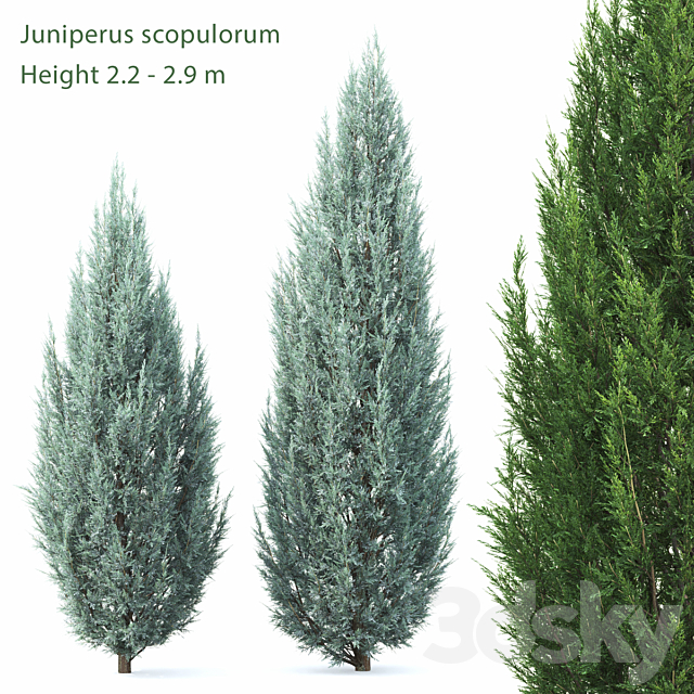 Juniperus 3DSMax File - thumbnail 1