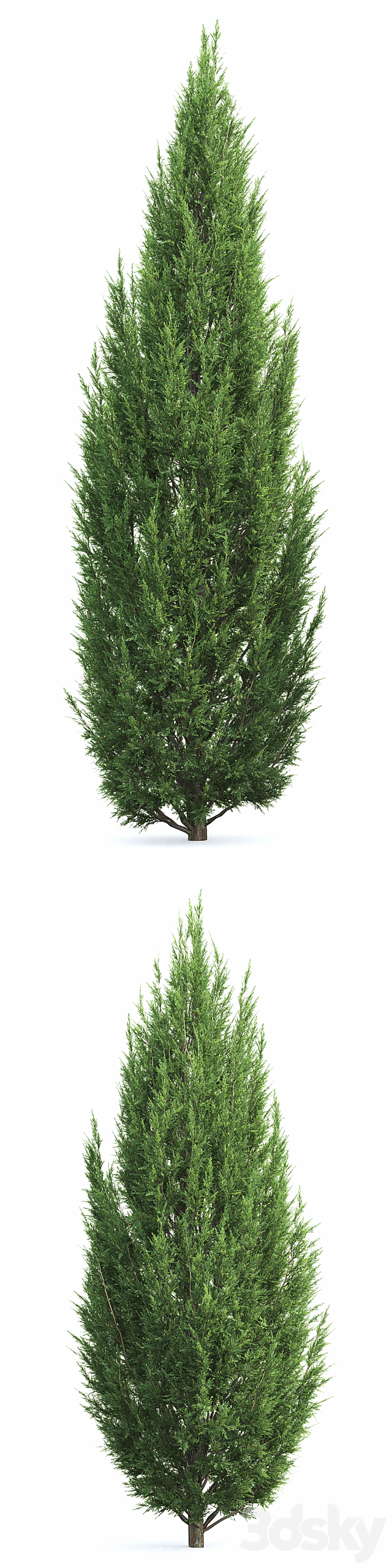 Juniperus 3DSMax File - thumbnail 2