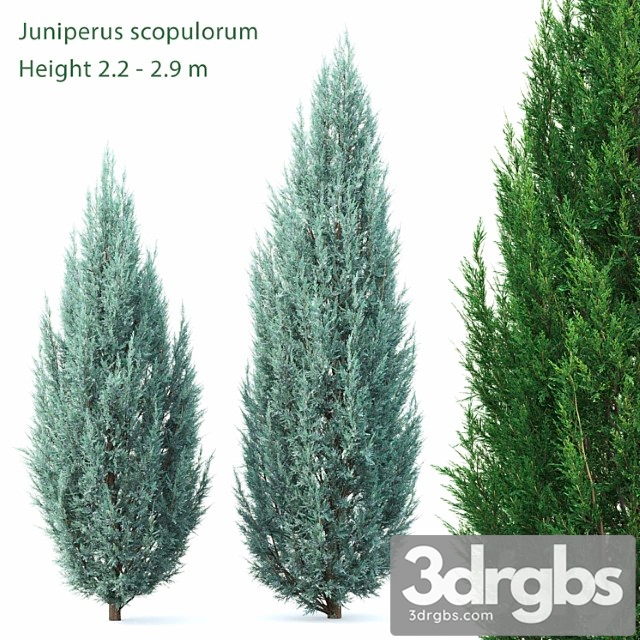 Juniperus - thumbnail 1