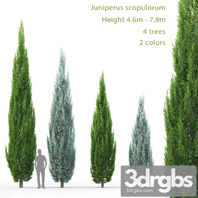 Juniperus_3 - thumbnail 1