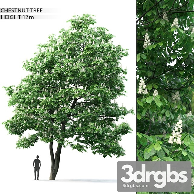 Kashtan Tree 2 3dsmax Download - thumbnail 1