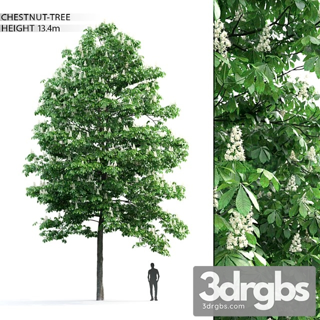 Kashtan Tree 3 3dsmax Download - thumbnail 1