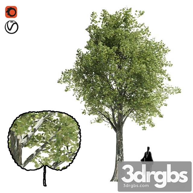 Katsura Tree Low Poly 3dsmax Download - thumbnail 1