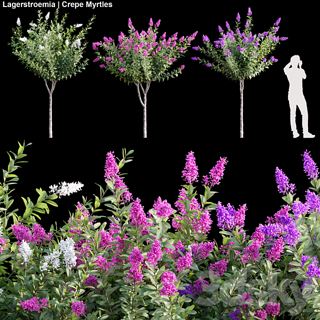 Lagerstroemia | Crepe Myrtles 01 3ds Max - thumbnail 1