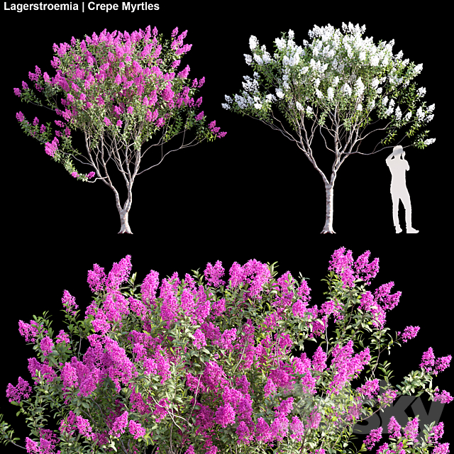 Lagerstroemia | Crepe Myrtles 02 3ds Max - thumbnail 1