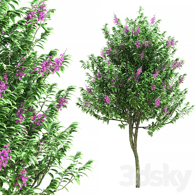 Lagerstroemia speciosa tree 3ds Max - thumbnail 1