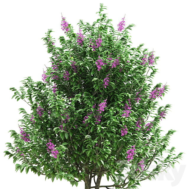 Lagerstroemia speciosa tree 3ds Max - thumbnail 2