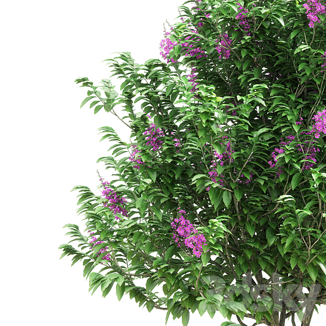 Lagerstroemia speciosa tree 3ds Max - thumbnail 3