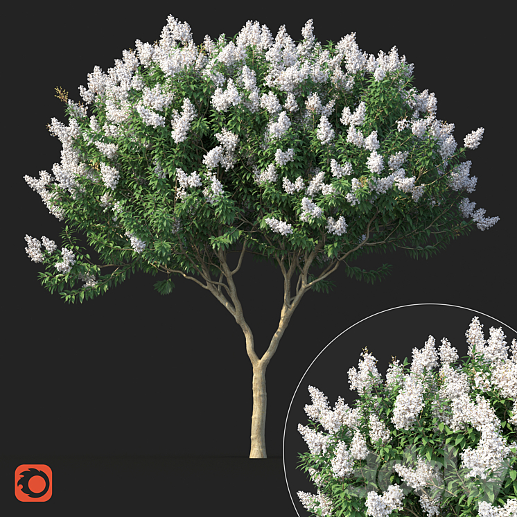 Lagerstromia tree with white flowers No 1 Corona 3DS Max - thumbnail 1