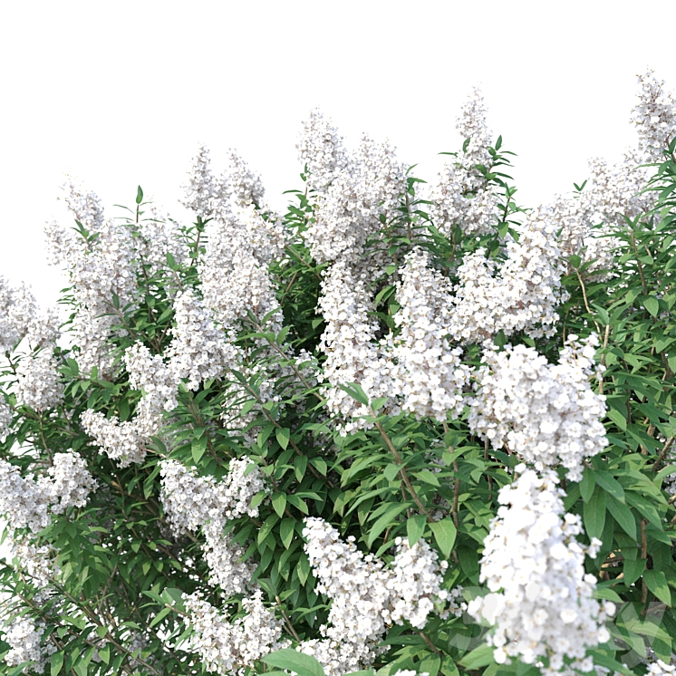 Lagerstromia tree with white flowers No 1 Corona 3DS Max - thumbnail 2