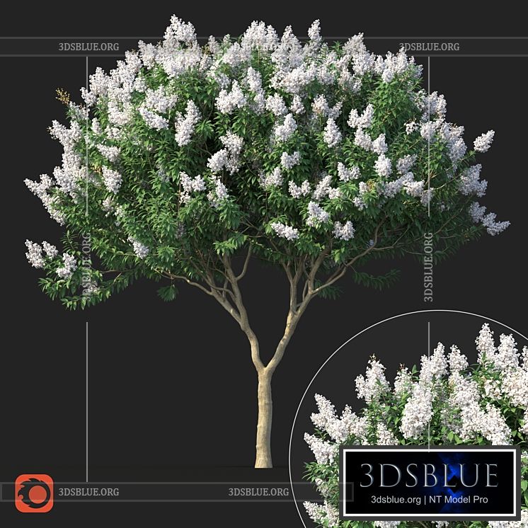 Lagerstromia tree with white flowers No 1 Corona 3DS Max - thumbnail 3