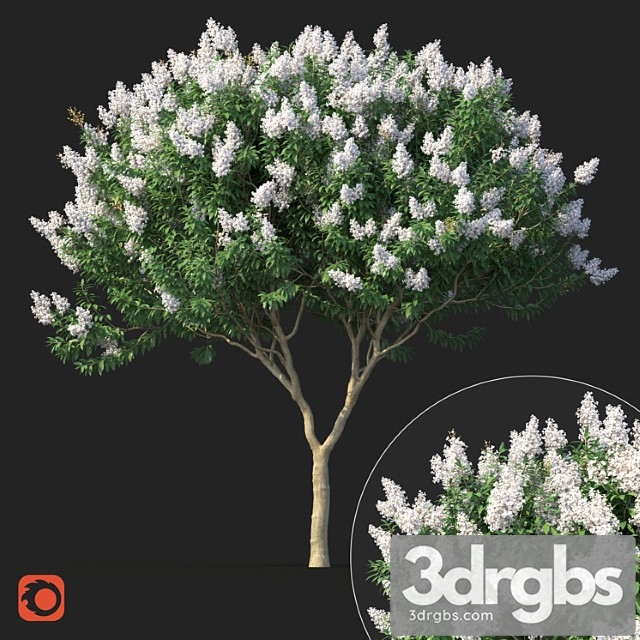 Lagerstromia tree with white flowers no 1 corona - thumbnail 1