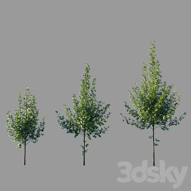 Large-leaved linden _ Tilia platyphyllos 3ds Max - thumbnail 1