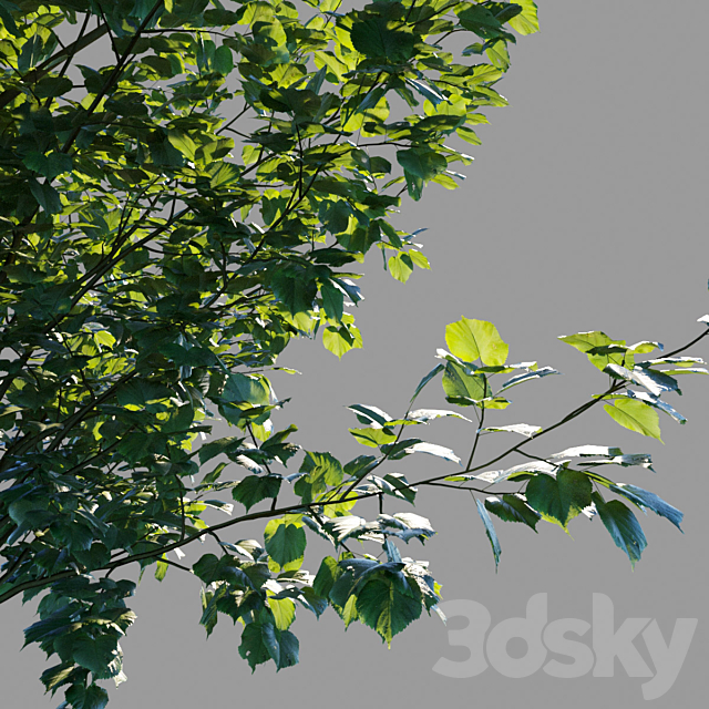 Large-leaved linden _ Tilia platyphyllos 3ds Max - thumbnail 2