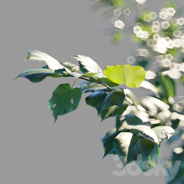 Large-leaved linden _ Tilia platyphyllos 3ds Max - thumbnail 3