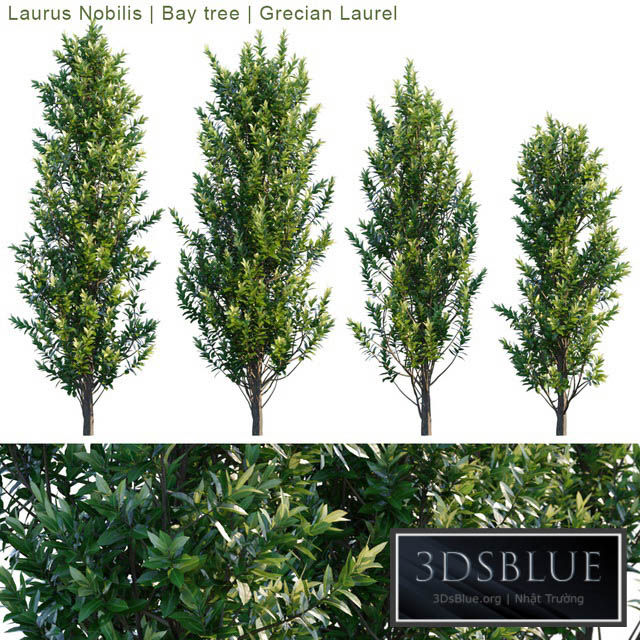 Laurus Nobilis | Bay tree | Grecian Laurel 3DS Max - thumbnail 3