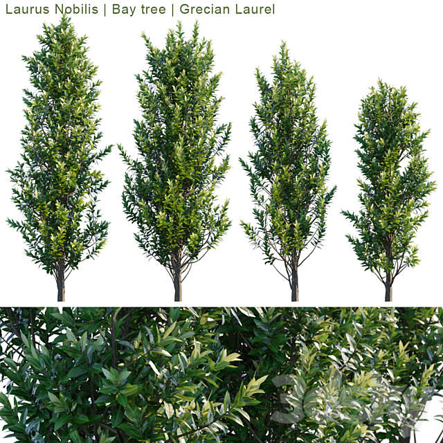 Laurus Nobilis | Bay tree | Grecian Laurel 3DSMax File - thumbnail 1