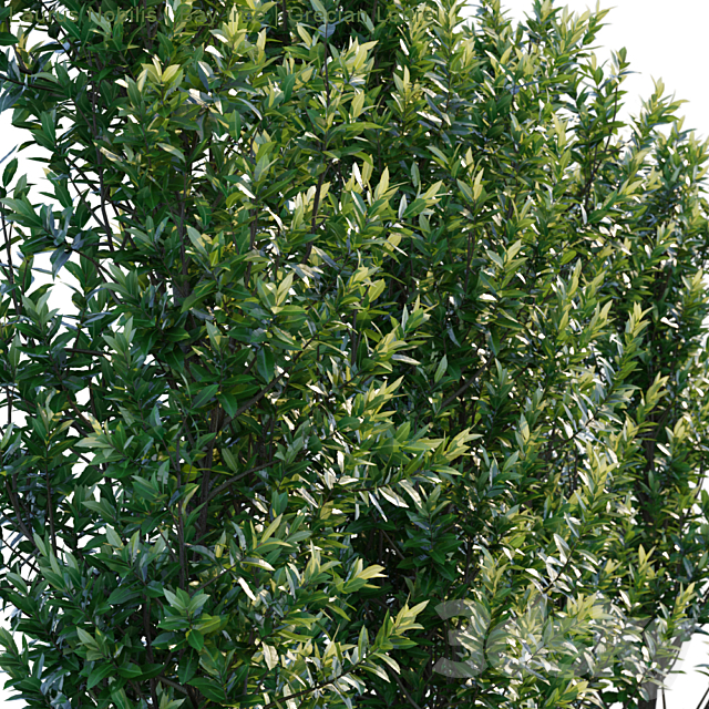 Laurus Nobilis | Bay tree | Grecian Laurel 3DSMax File - thumbnail 2