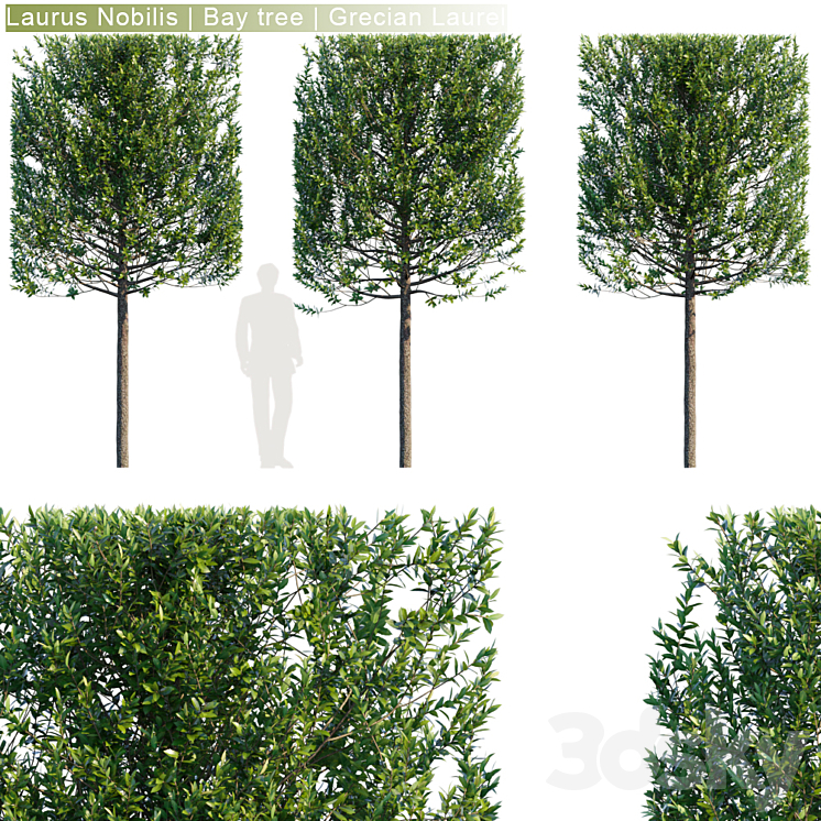 Laurus Nobilis | Bay tree | Grecian Laurel hedge # 3 3DS Max - thumbnail 1