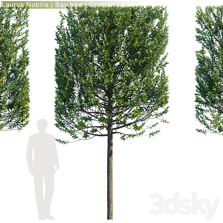 Laurus Nobilis | Bay tree | Grecian Laurel hedge # 3 3DS Max - thumbnail 2