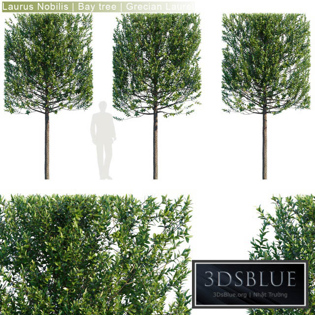 Laurus Nobilis | Bay tree | Grecian Laurel hedge # 3 3DS Max - thumbnail 3