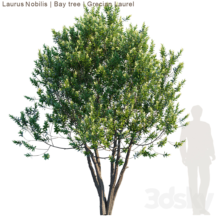 Laurus Nobilis | Bay tree | Grecian Laurel tree 3DS Max - thumbnail 1