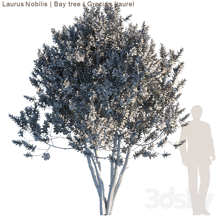 Laurus Nobilis | Bay tree | Grecian Laurel tree 3DS Max - thumbnail 2