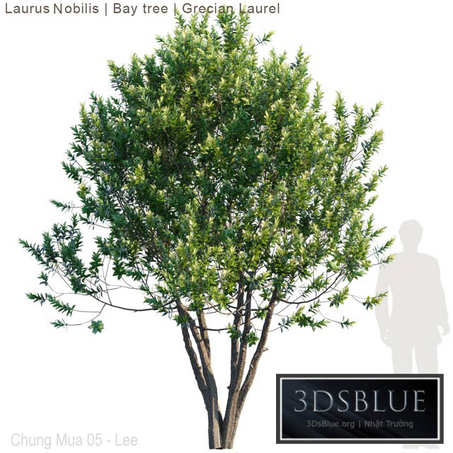 Laurus Nobilis | Bay tree | Grecian Laurel tree 3DS Max - thumbnail 3